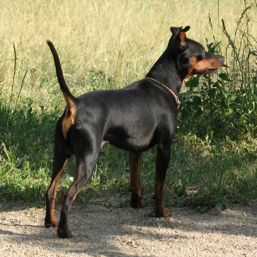stor hund